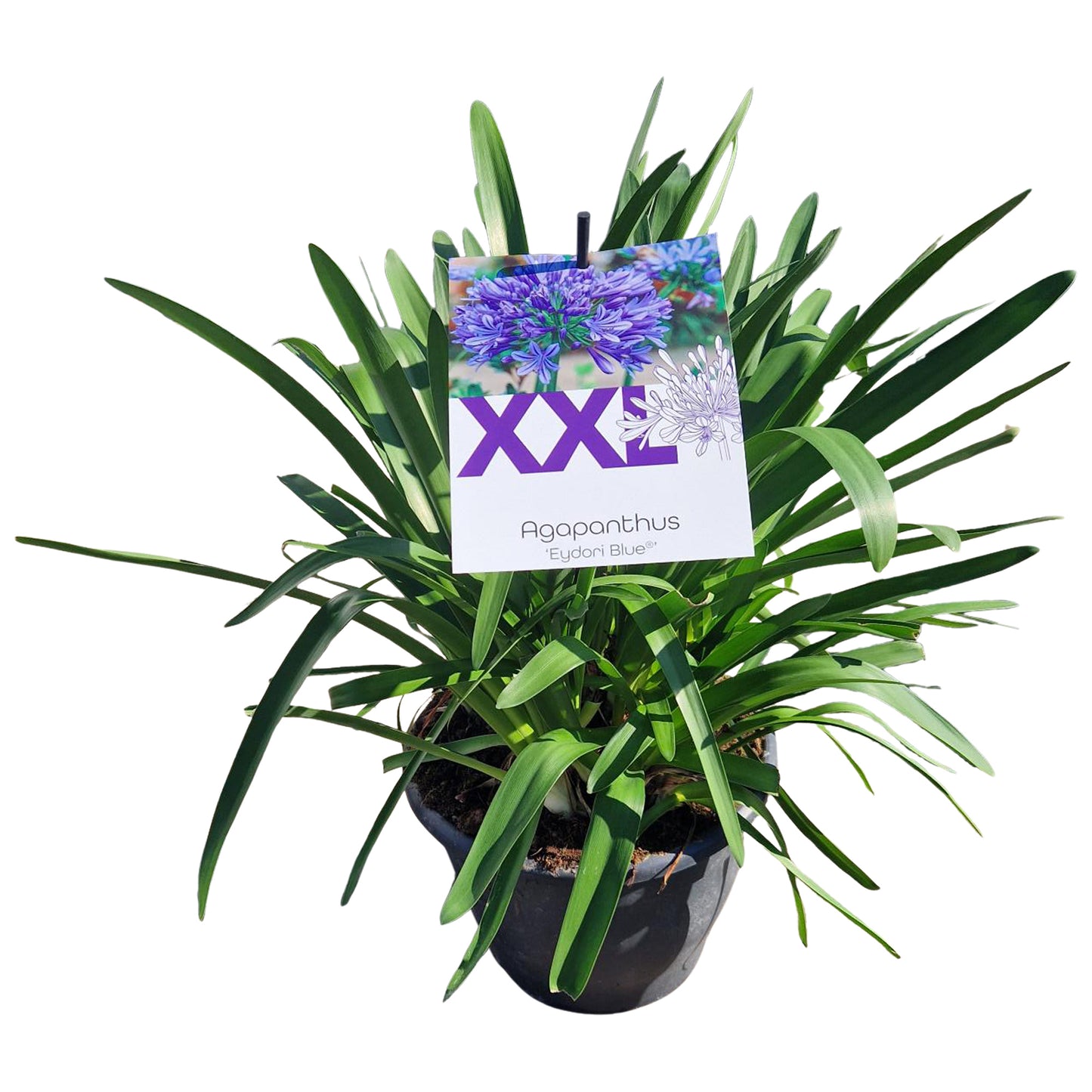 Agapanthus Eydori Blue 90cm 27cm Pot
