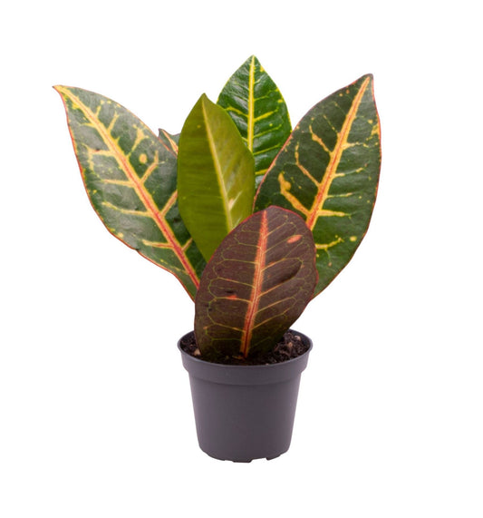 Codiaeum Petra 12cm 6cm Pot