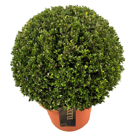 Ilex cren. Stokes 40cm 30cm Pot