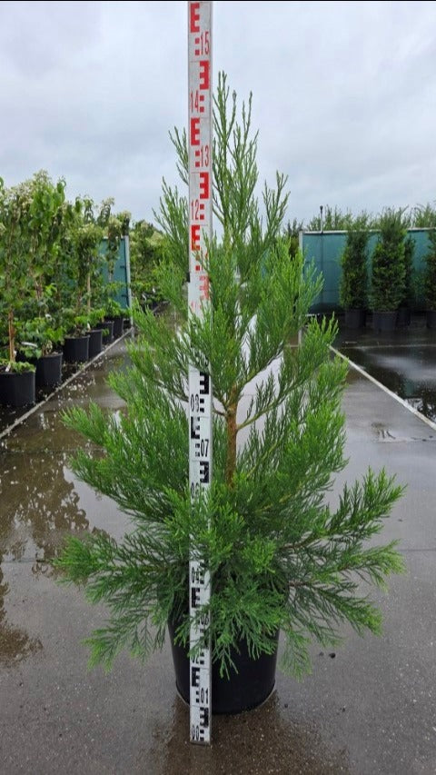 Sequoiadendron giganteum 135cm 36cm Pot