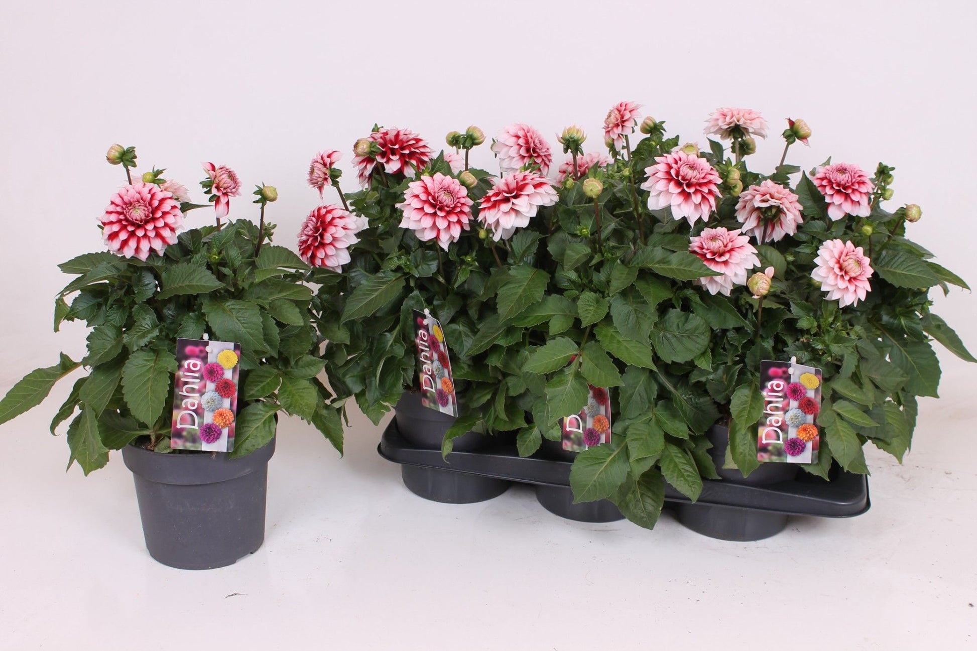 Dahlia Labella Grande Fun Red White 40cm 17cm Pot