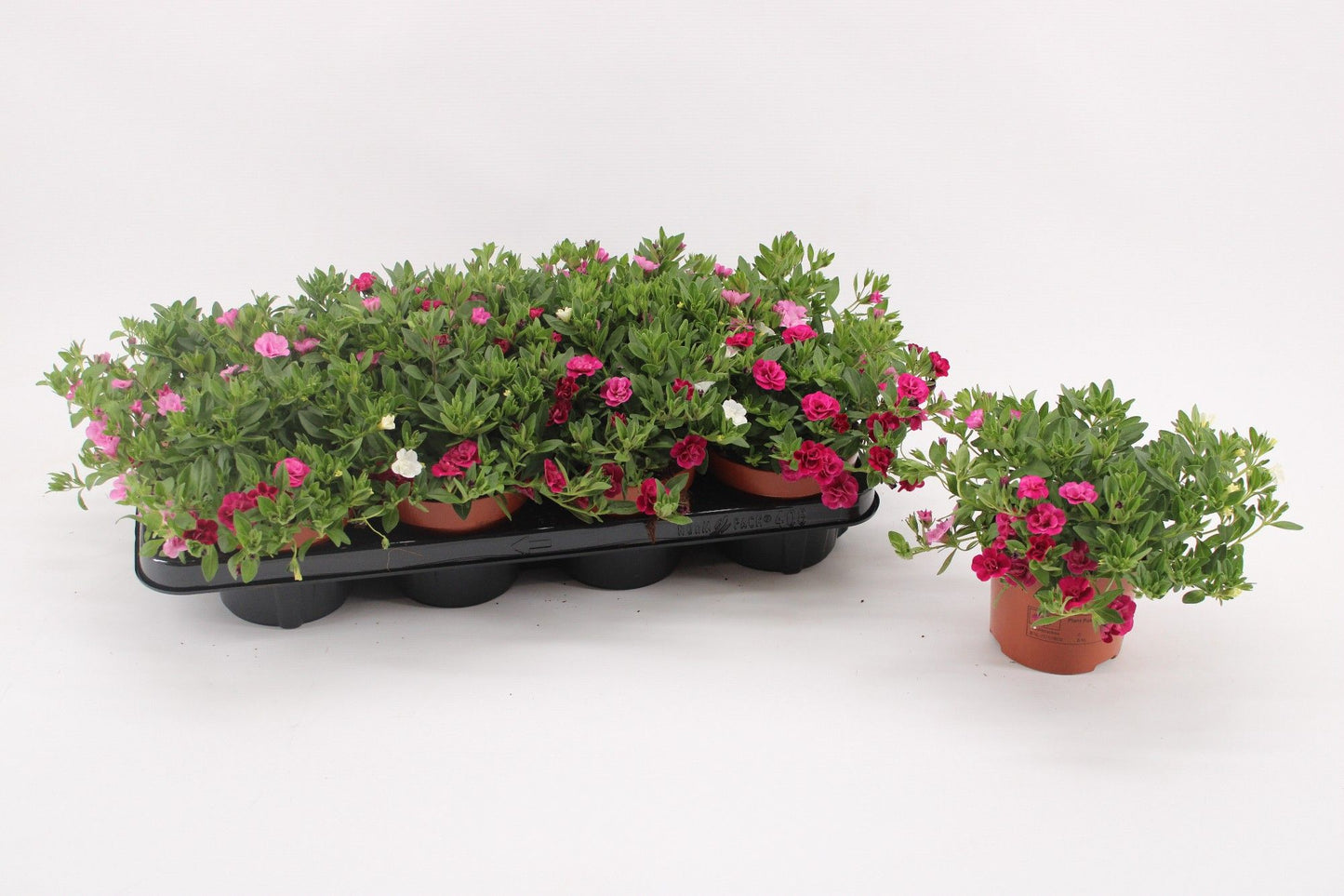 Calibrachoa My Girly 17cm 13cm Pot