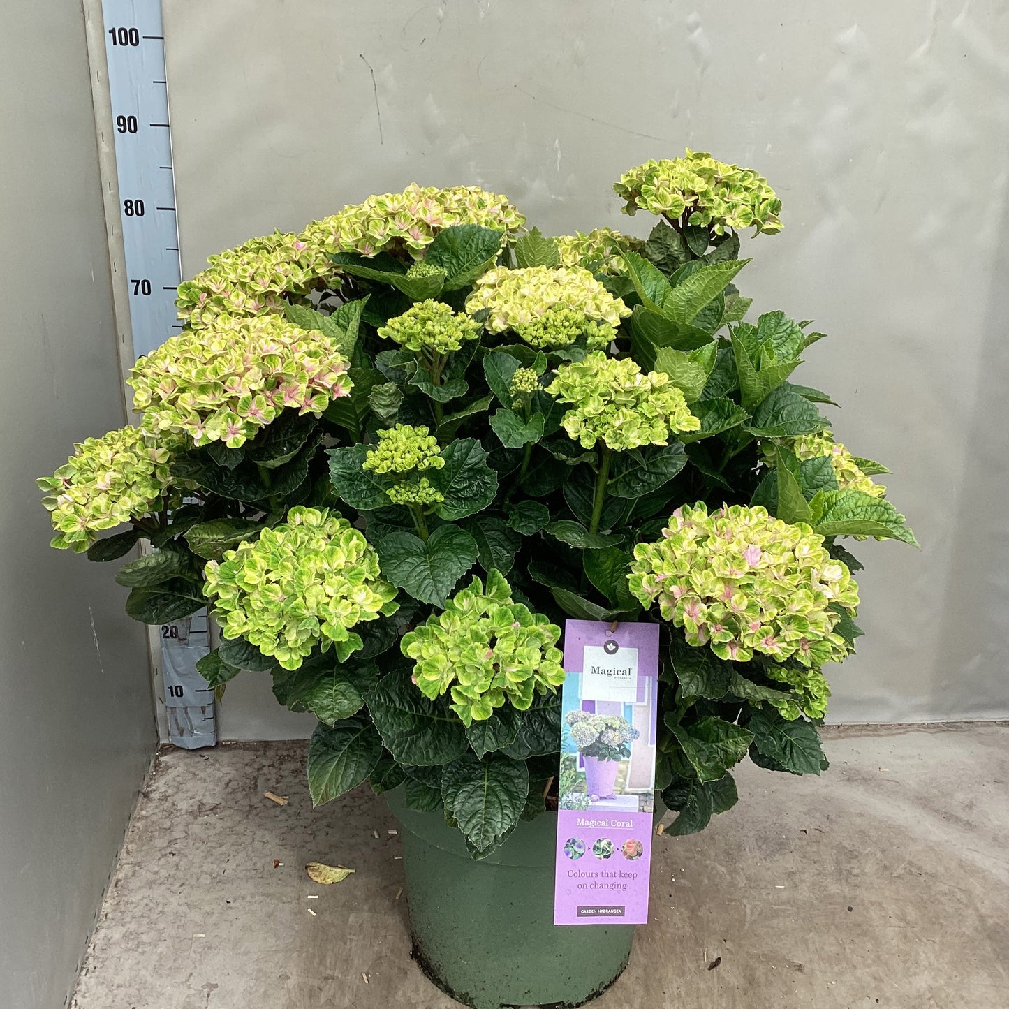 Hydrangea macr. Magical Coral 70cm 35cm Pot