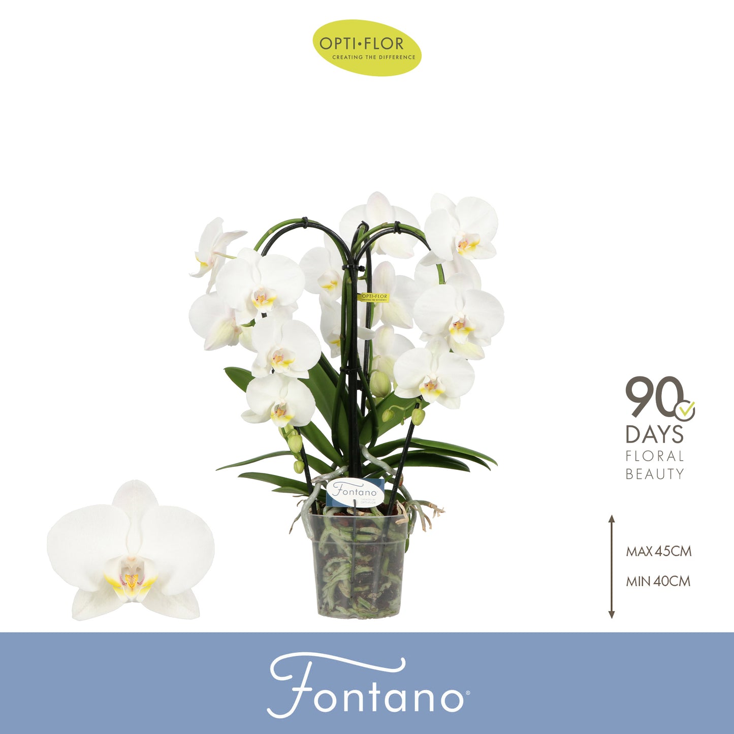 Phalaenopsis white cascade 50cm 12cm Pot