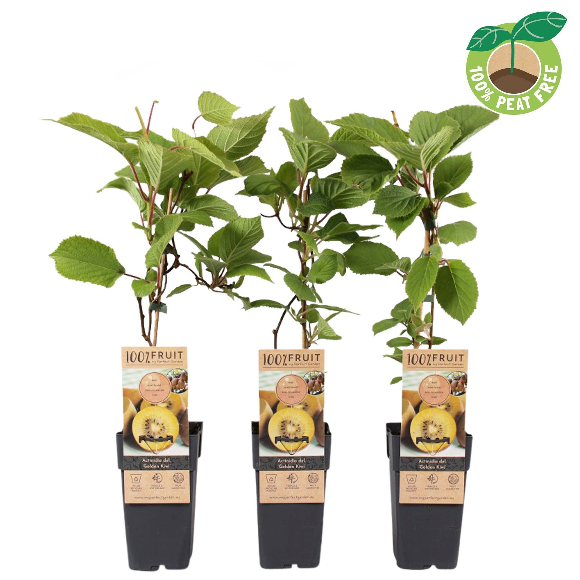 Actinidia Golden Kiwi 50cm 15cm Pot