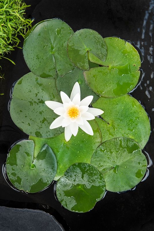 Nymphaea Tetragona 30cm 18cm Pot