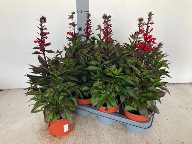 Lobelia spec. Fan Scarlet 50cm 14cm Pot