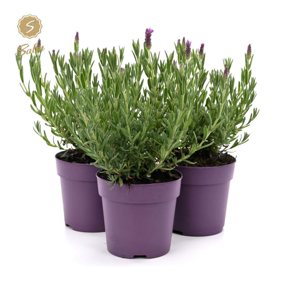 Lavander stoechas Anouk 30cm 12cm Pot