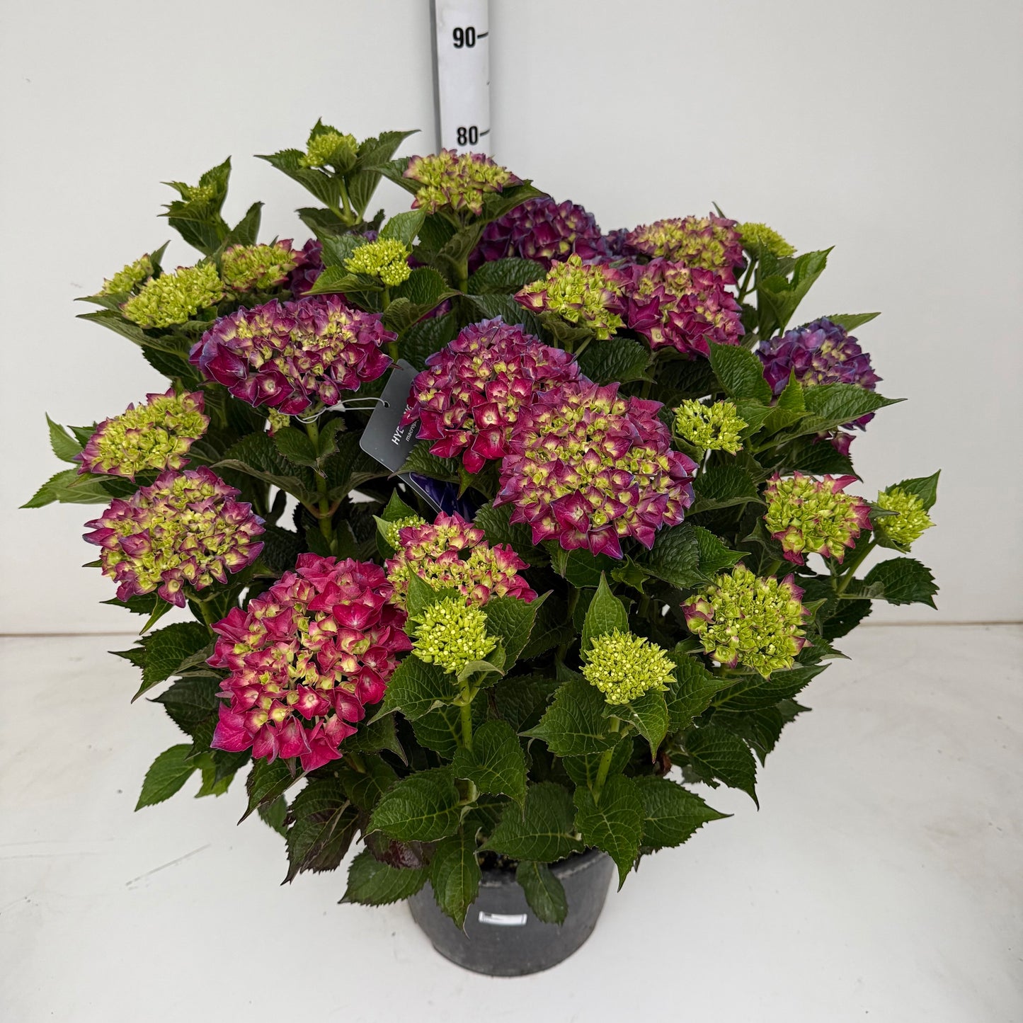 Hydrangea macrophylla mix Pack of 1
