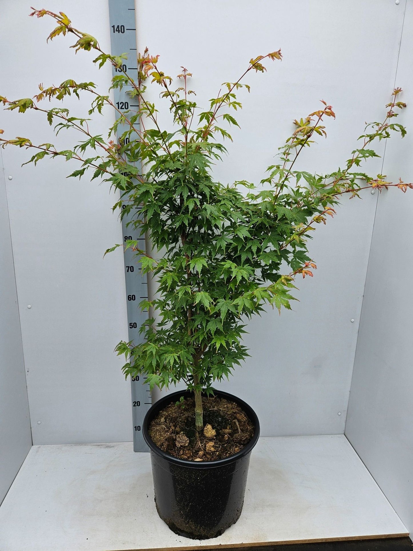 Acer Sangokaku 160cm 36cm Pot