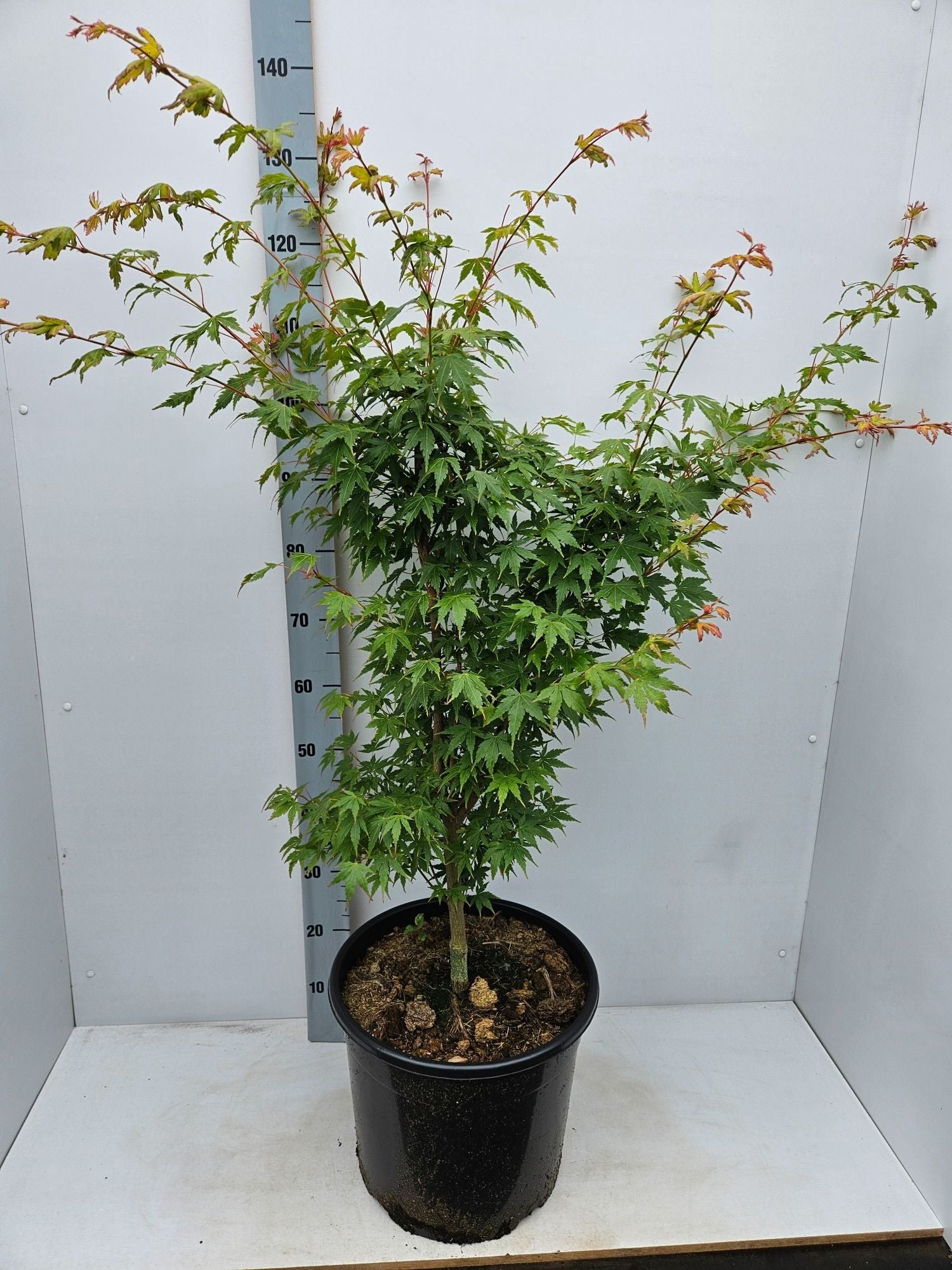 Acer Sangokaku 160cm 36cm Pot