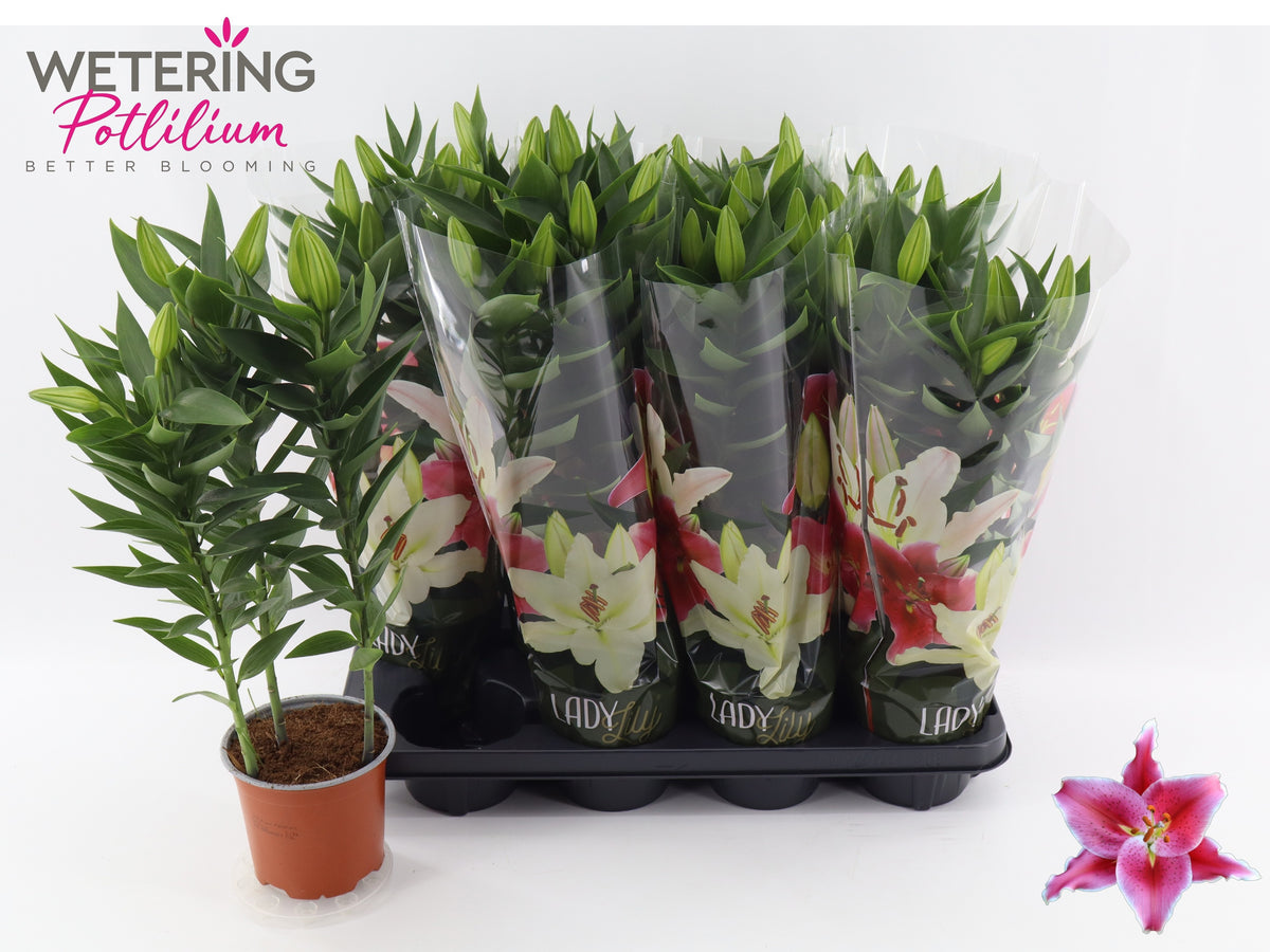 Lilium or. After Eight 49cm 13cm Pot