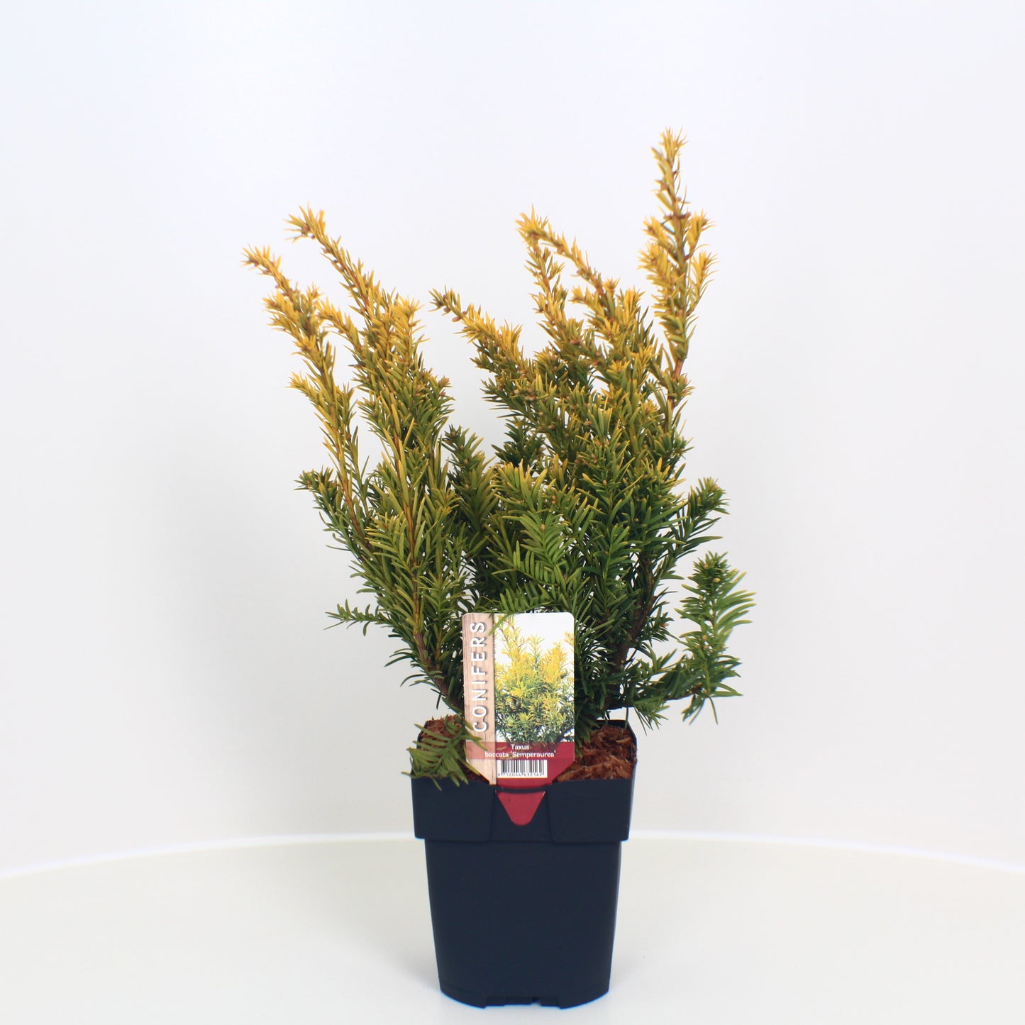 Taxus Semperaurea 60cm 17cm Pot