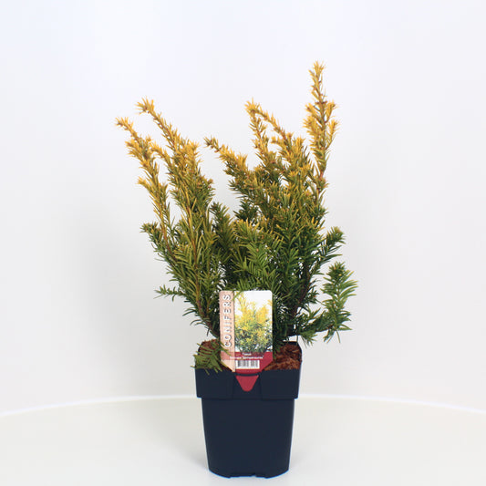 Taxus Semperaurea 60cm 17cm Pot
