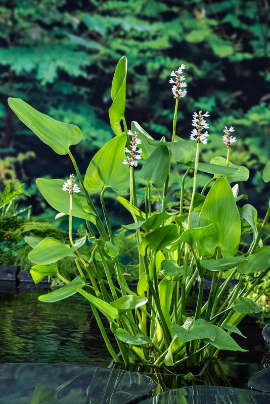 Pontederia Cordata Alba 20cm 9cm Pot
