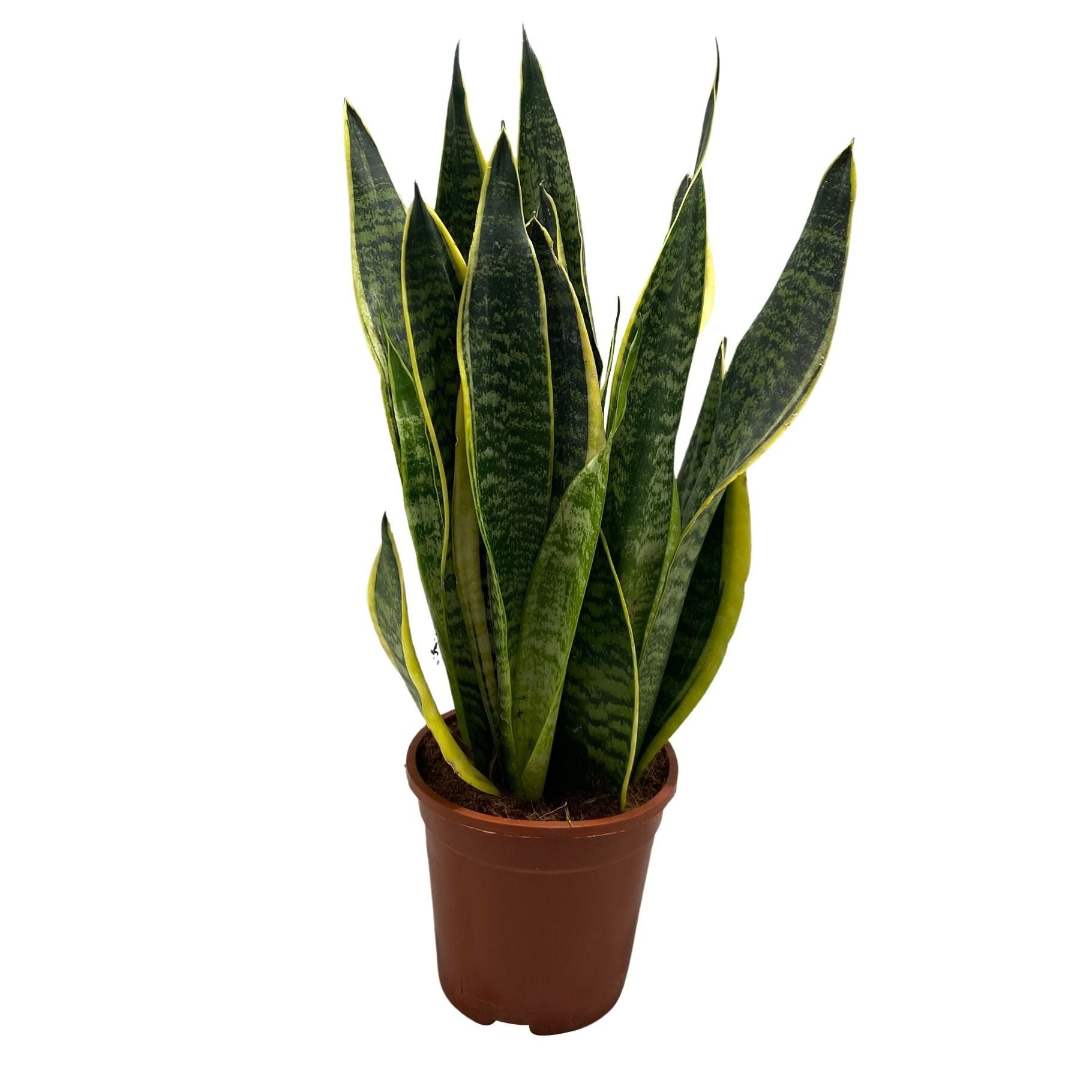 Sansevieria Futura Superba 55cm 17cm Pot