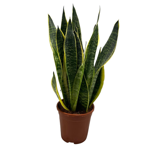 Sansevieria Futura Superba 55cm 17cm Pot