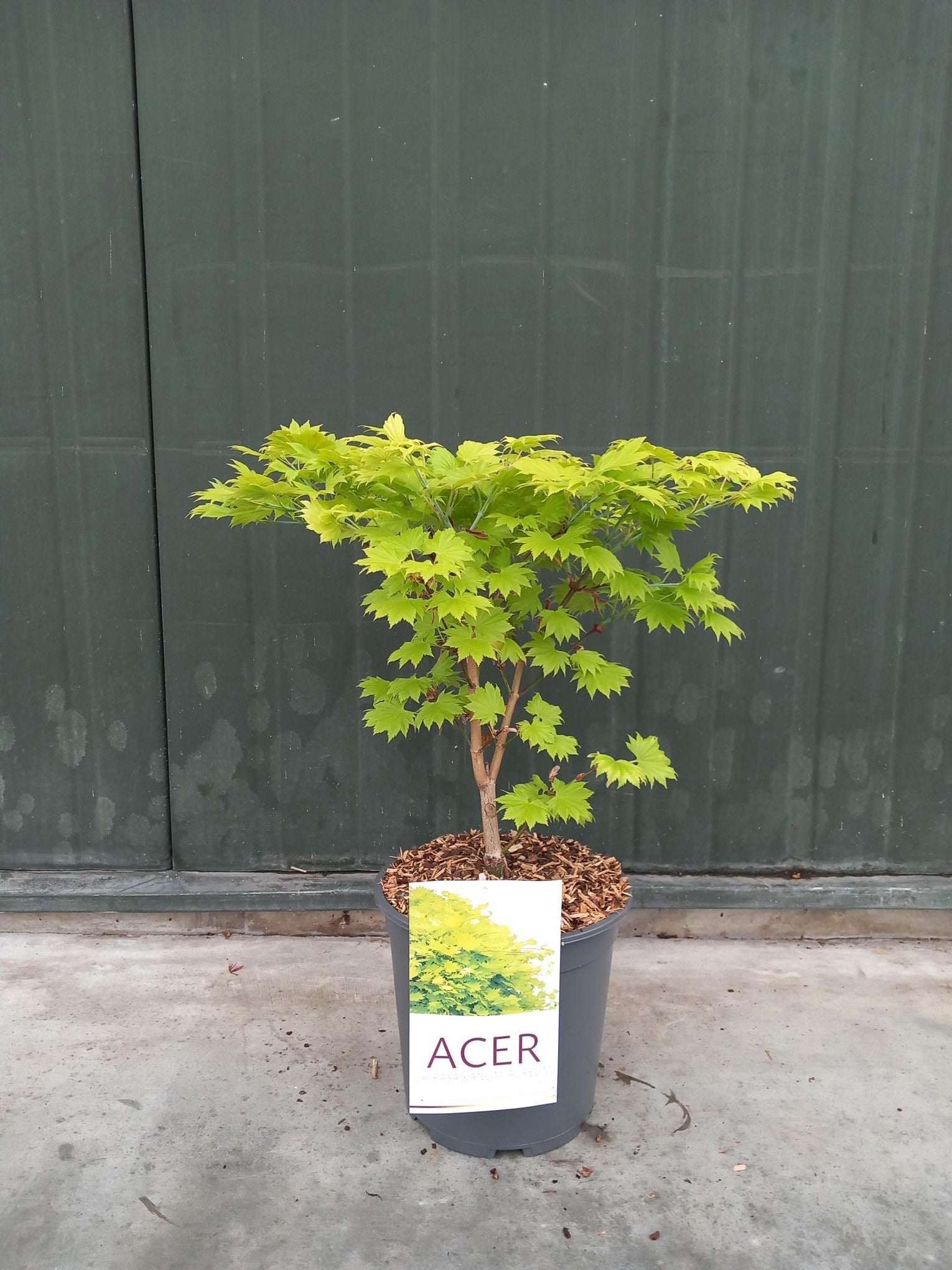 Acer shir. Aureum 40cm 24cm Pot