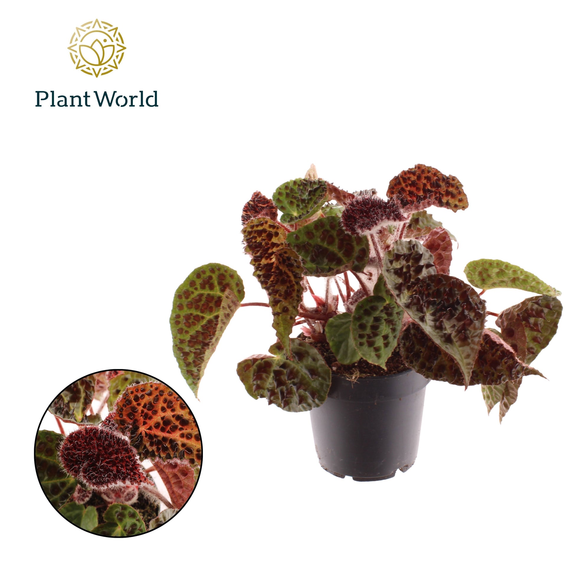 Begonia rex Ferox 25cm 12cm Pot