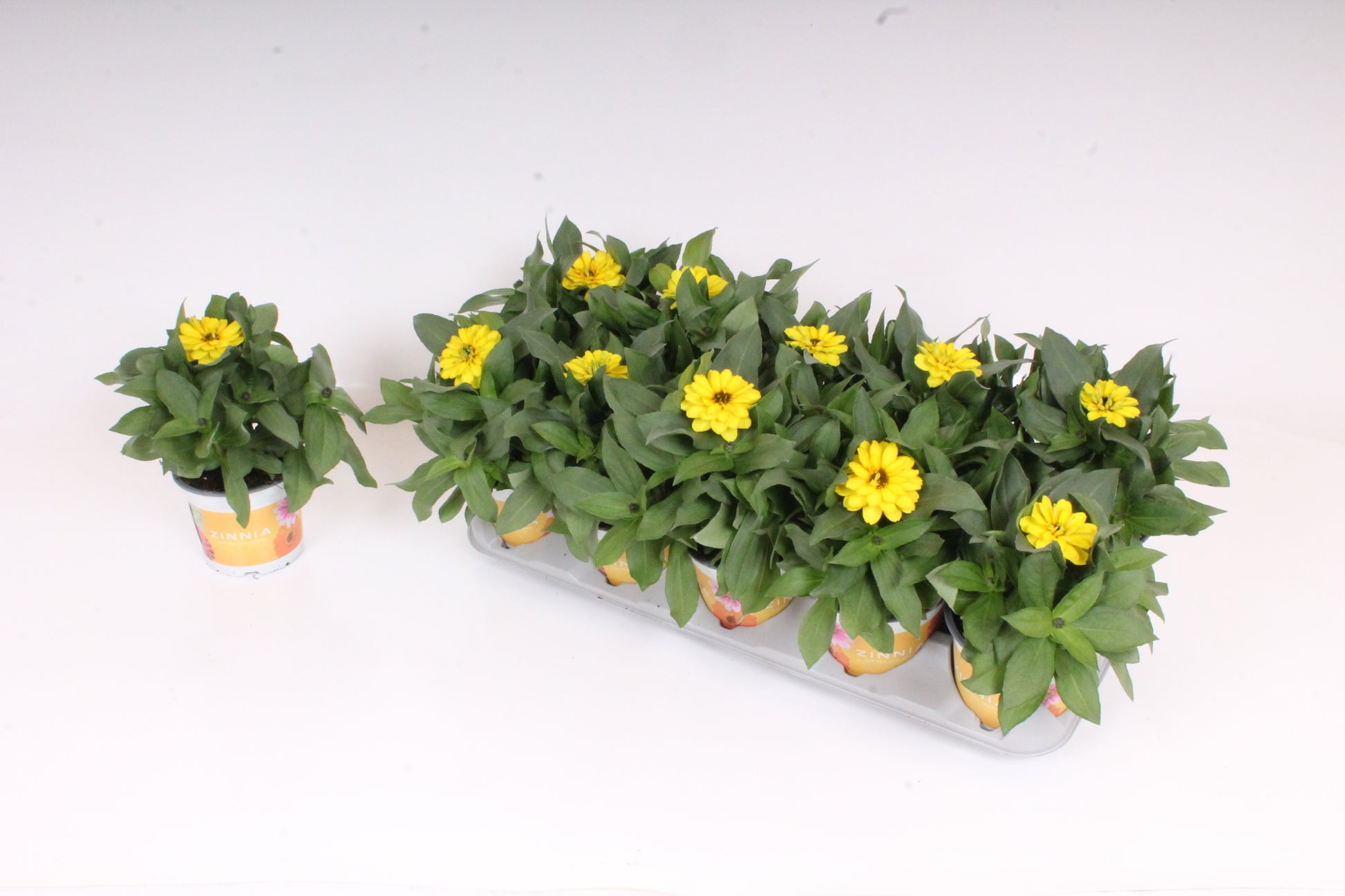 Zinnia Double Zahara Yellow 30cm 12cm Pot