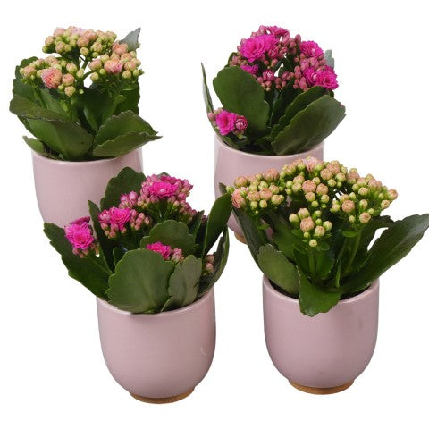PTBTS3225 Arrangementen kamerplanten 17cm 7cm Pot