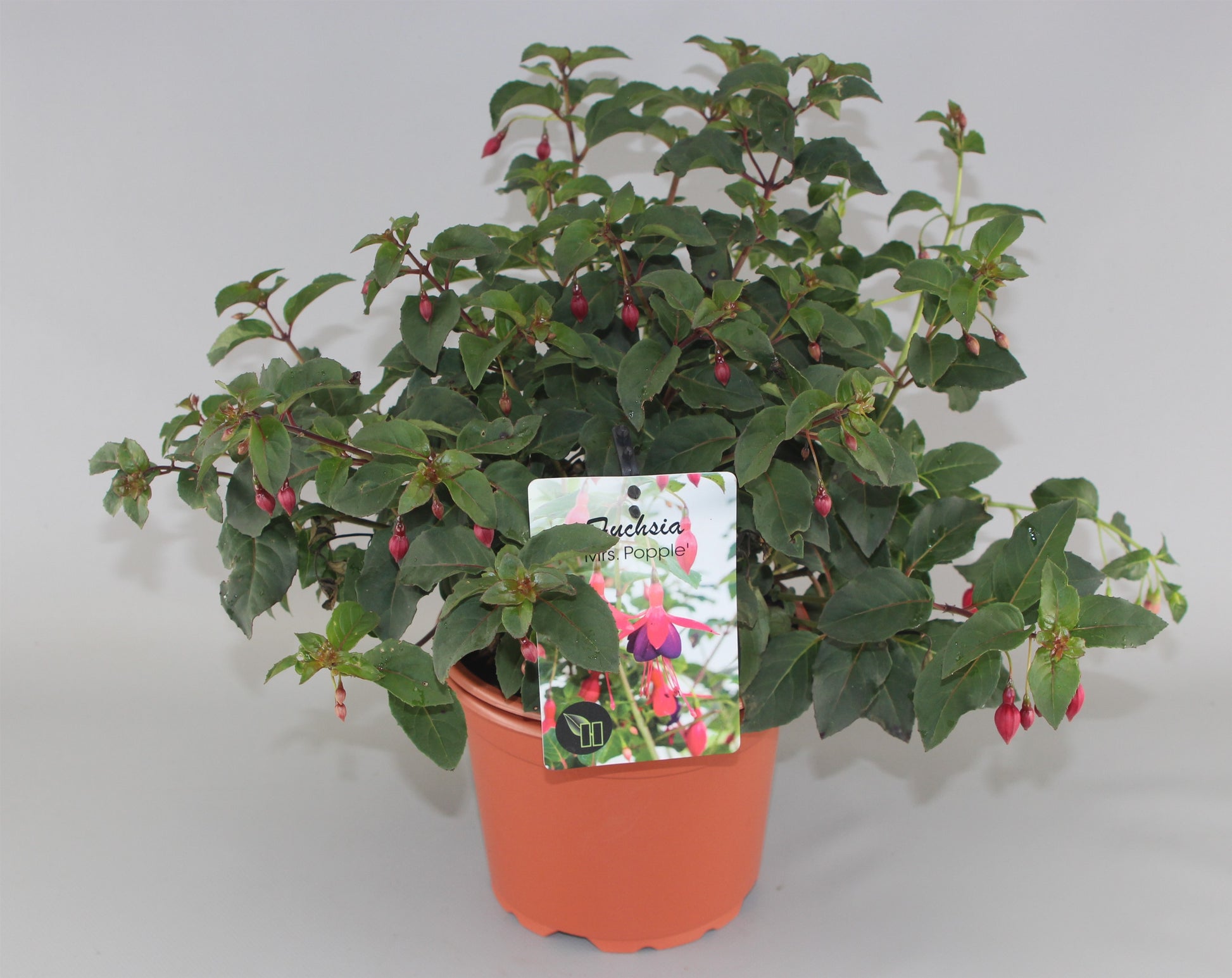 Fuchsia Mrs Popple 611cm 17cm Pot