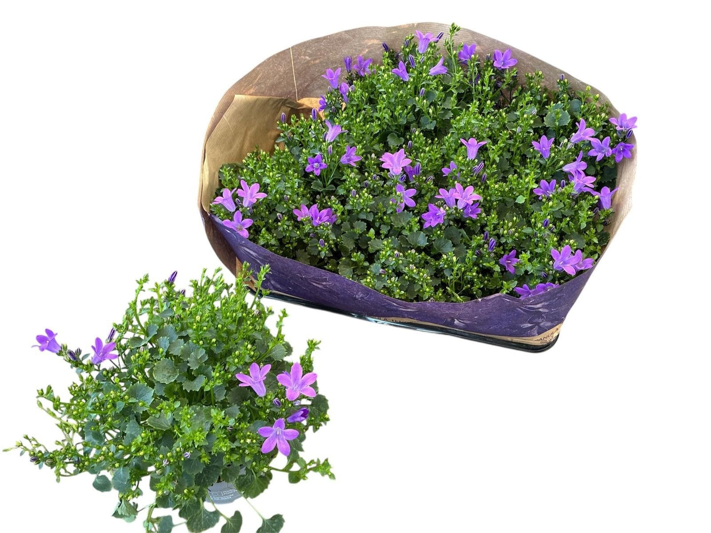 Campanula por. Blueone 20cm 510cm Pot