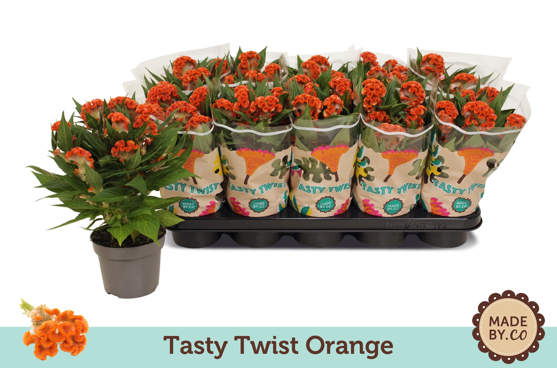 Celosia Twisted Orange 30cm 12cm Pot