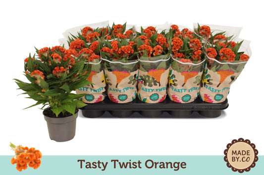 Celosia Twisted Orange 30cm 12cm Pot