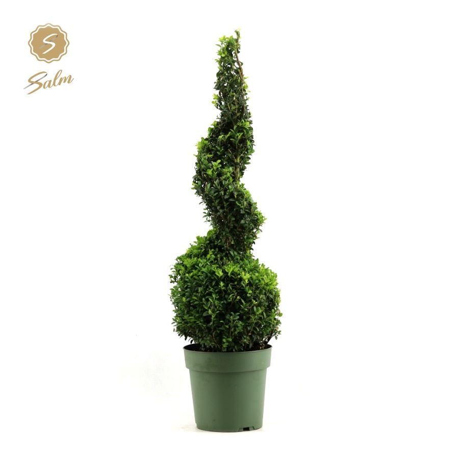 Buxus sempervirens spiral 90cm 23cm Pot