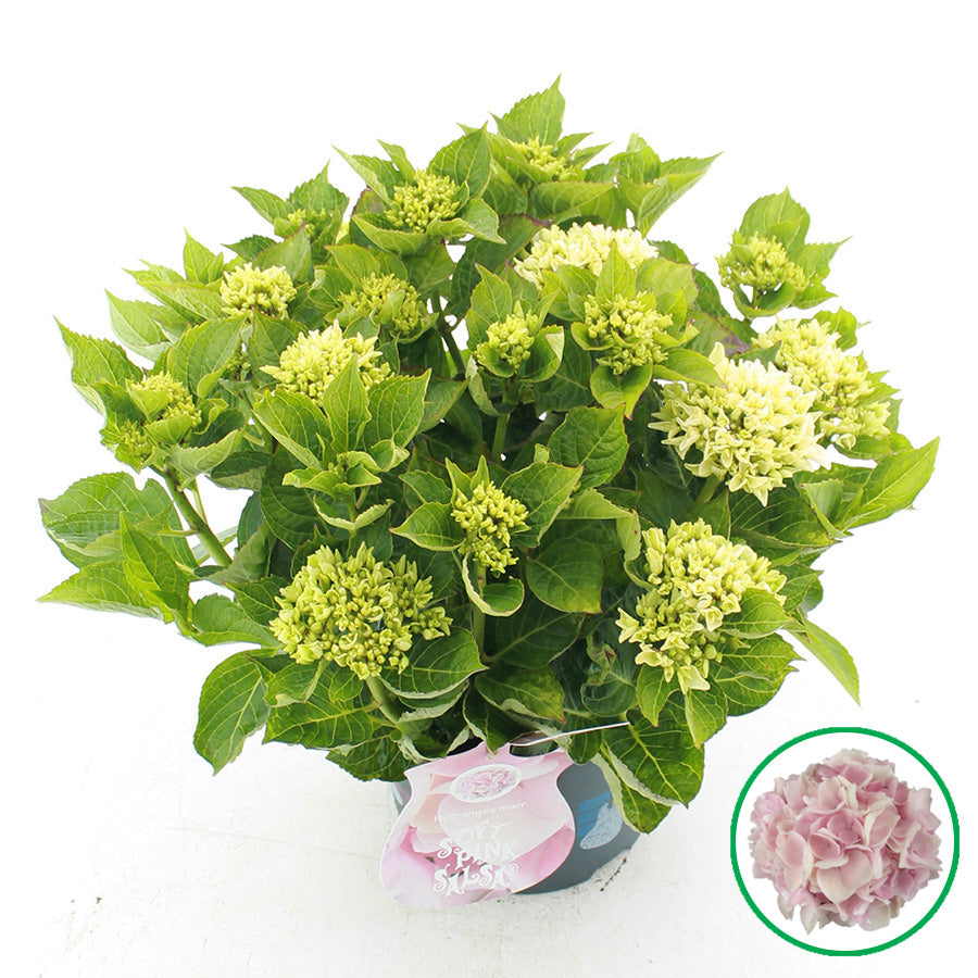 Hydrangea macr. Soft Pink Salsa 45cm 23cm Pot