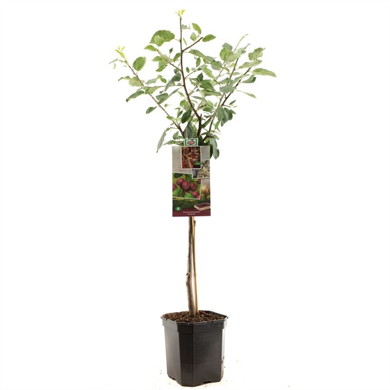 Prunus Victoria low stem 160cm 24cm Pot