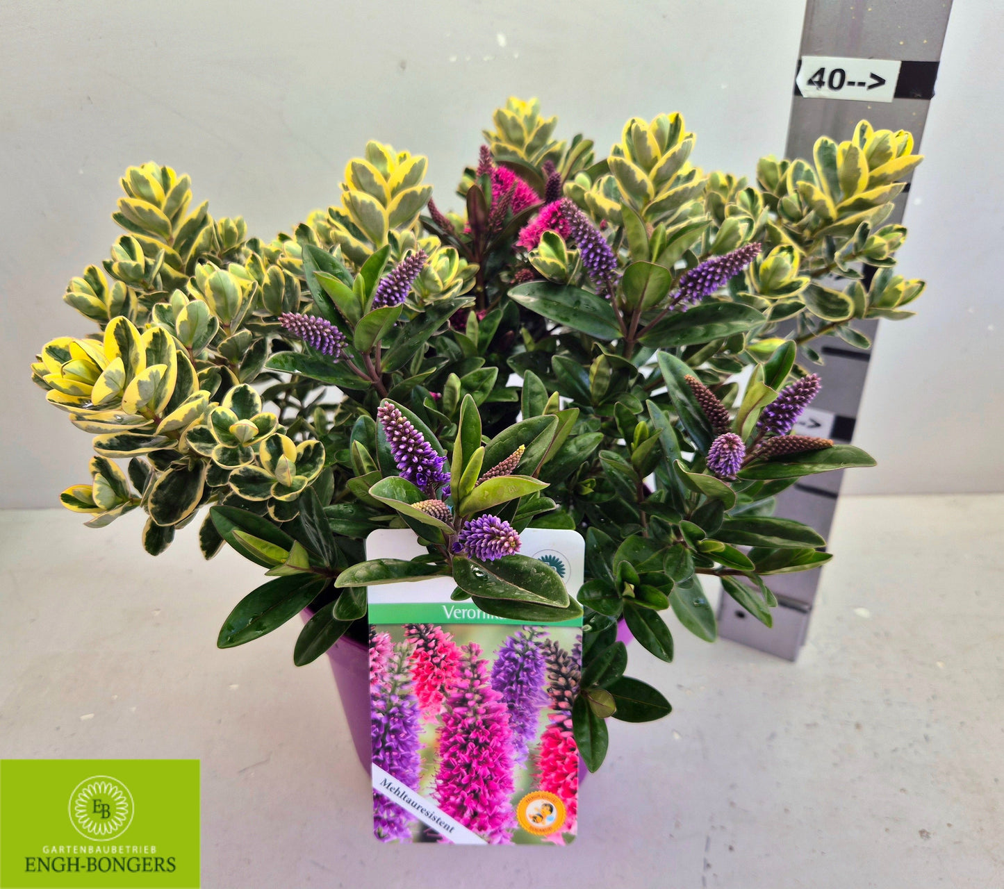 Hebe franciscana mix 38cm 23cm Pot