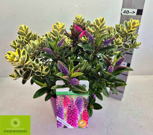 Hebe franciscana mix 38cm 23cm Pot