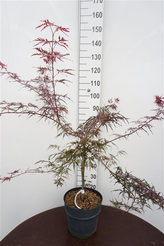 Acer Firecracker 85cm 29cm Pot