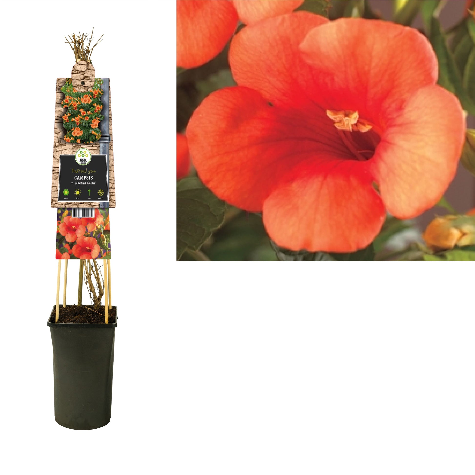 Campsis tagliabuana Madame Galen 75cm 17cm Pot