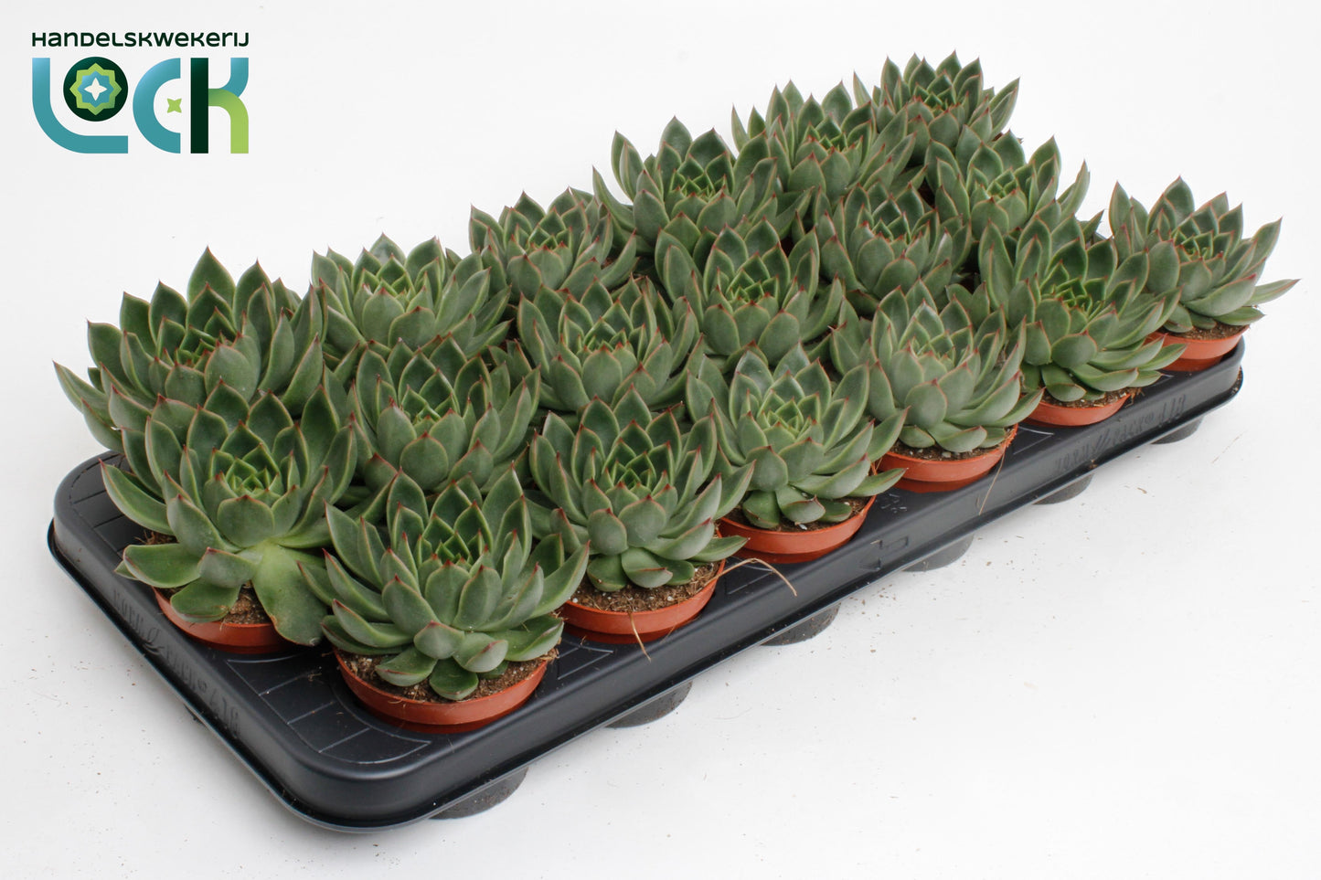 Echeveria agavoides 10cm 8.5cm Pot