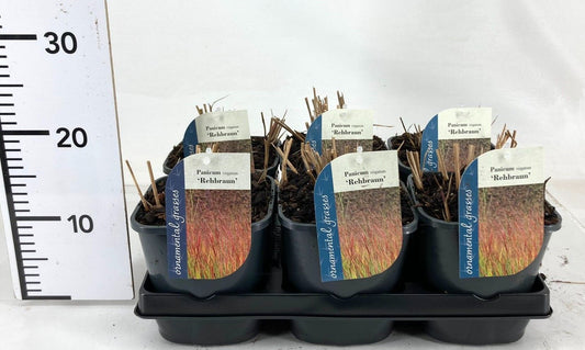 Panicum vir. Rehbraun 15cm 17cm Pot