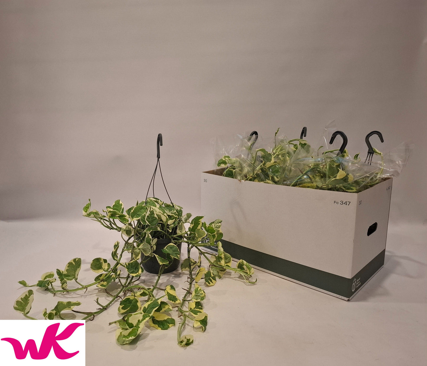 Epipremnum pinnatum N'Joy 35cm 17cm Pot