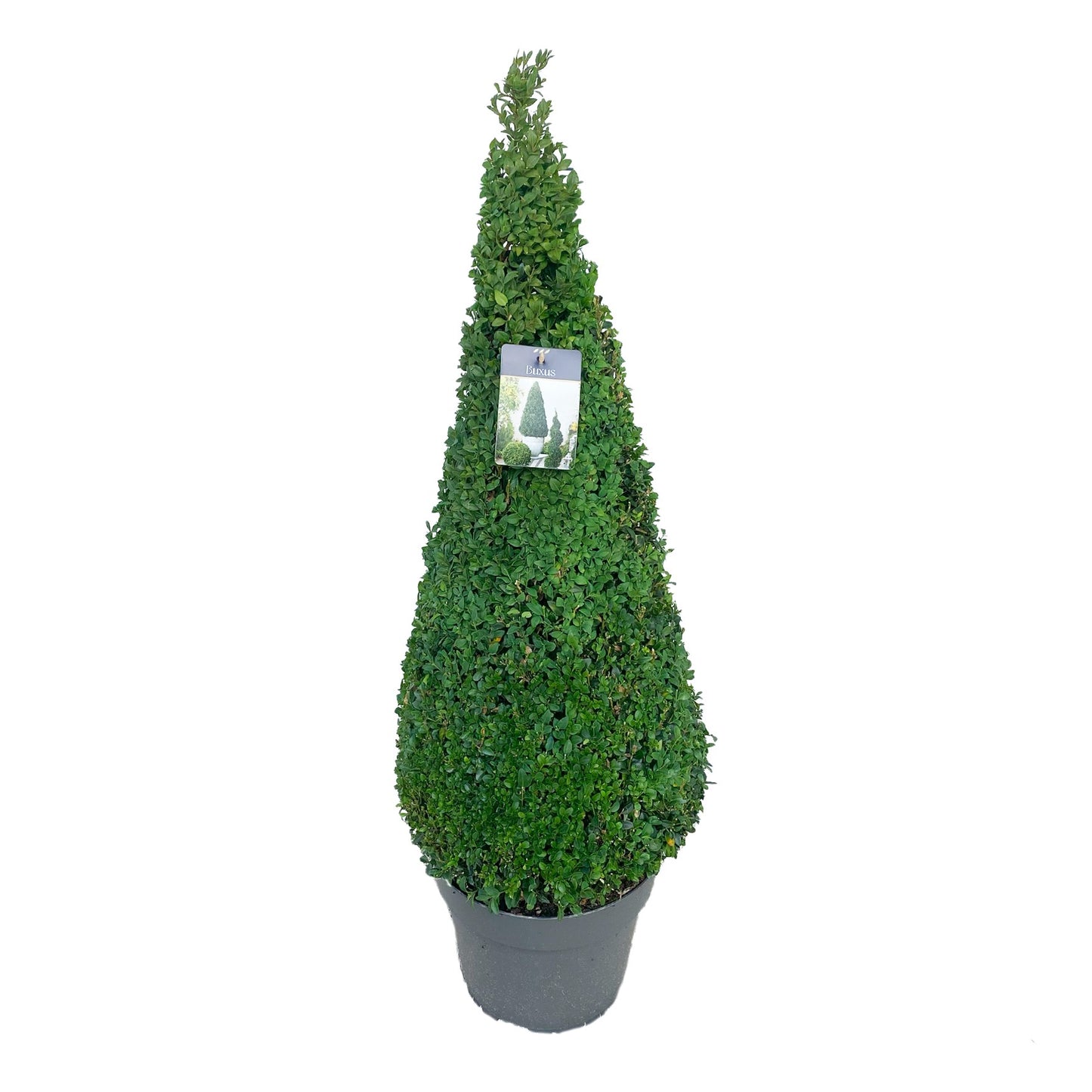 Buxus sempervirens pyramid 100cm 30cm Pot