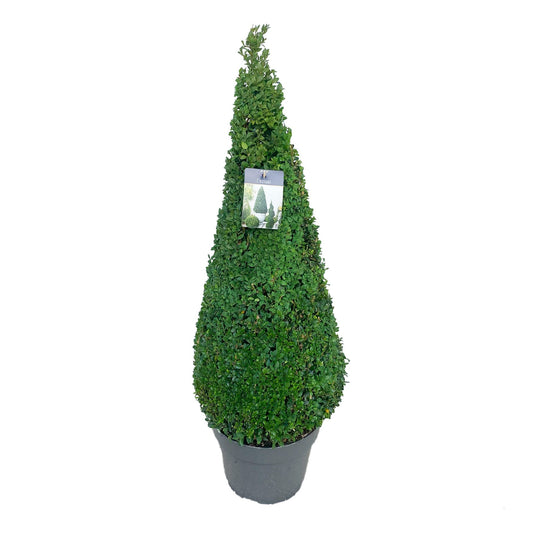 Buxus sempervirens pyramid 100cm 30cm Pot
