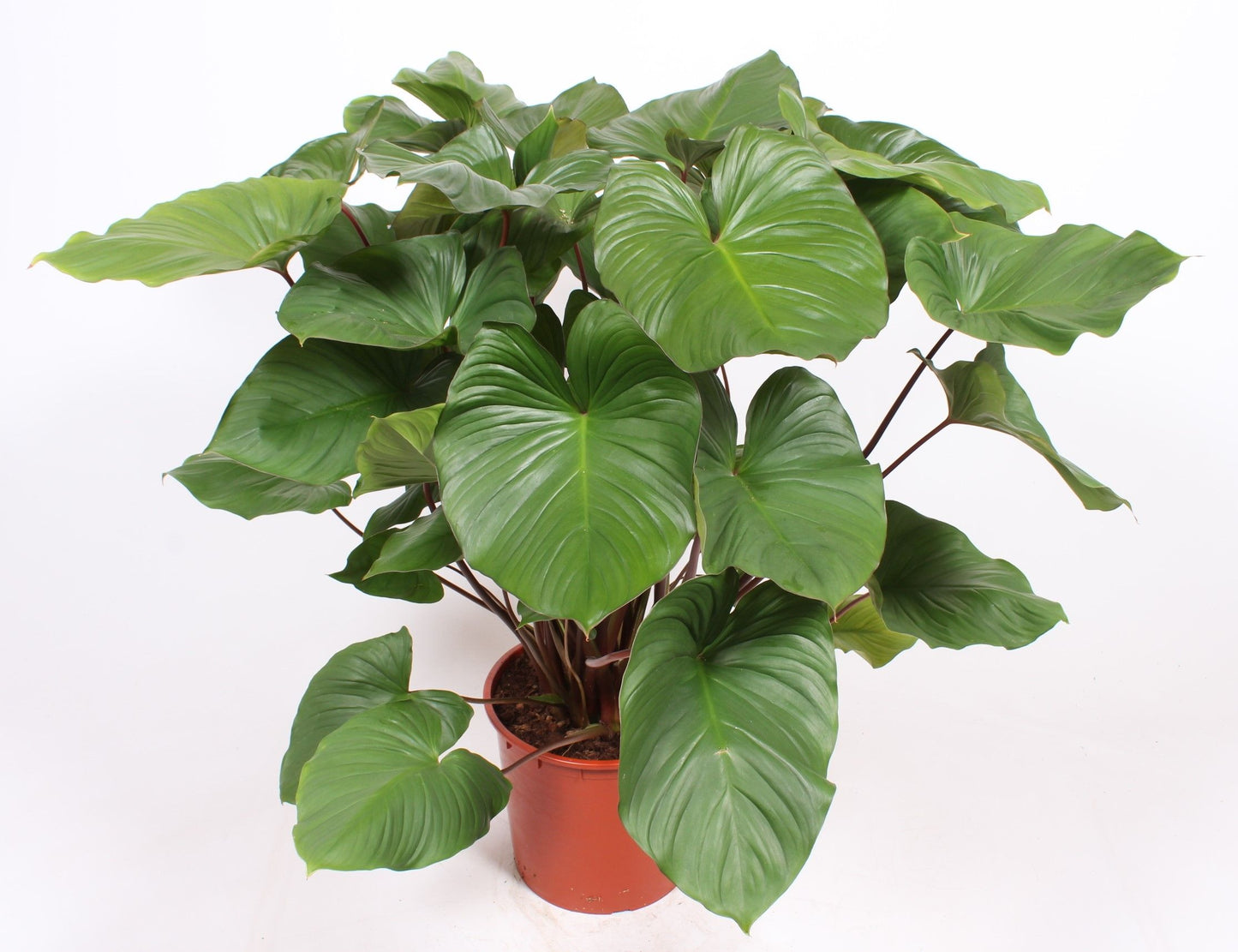 Homalomena Maggy 110cm 34cm Pot