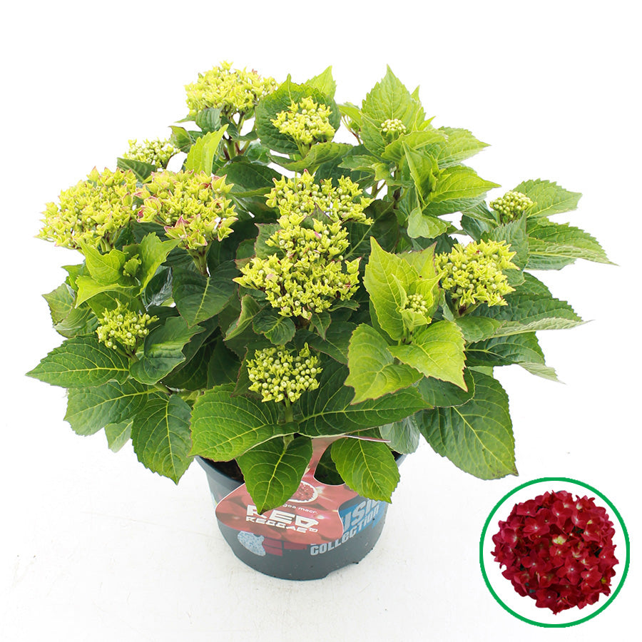 Hydrangea macr. Red Reggea 45cm 23cm Pot