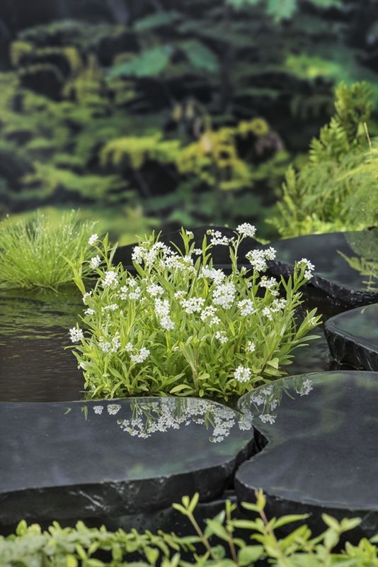 Myosotis palustris alba 20cm 9cm Pot