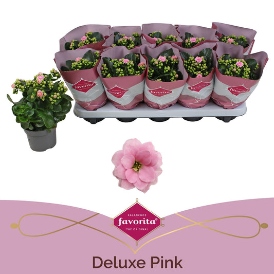 Kalanchoe Perfecta Pink 22cm 510cm Pot