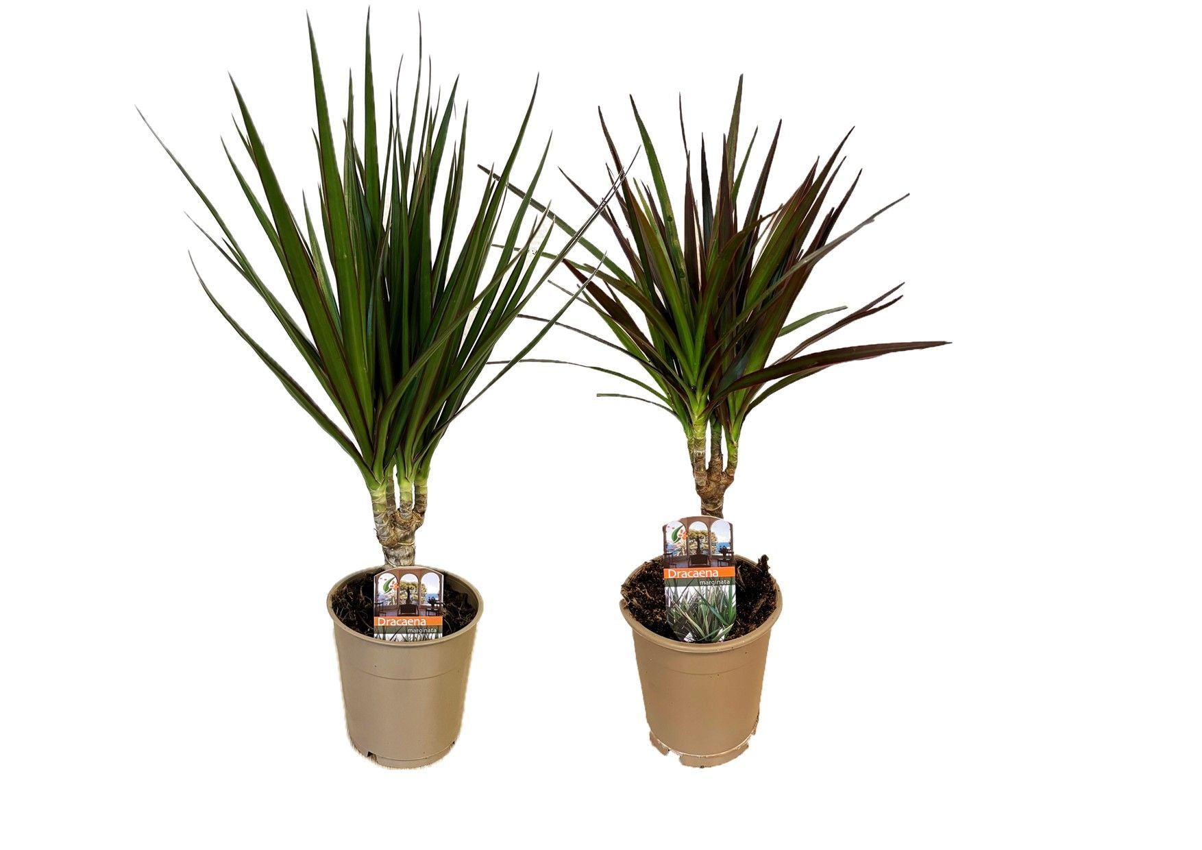 Dracaena marginata mix 40cm 12cm Pot
