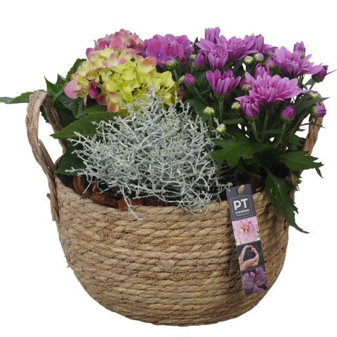 PTSO6033 Arrangementen Tuinplanten 30cm 25cm Pot