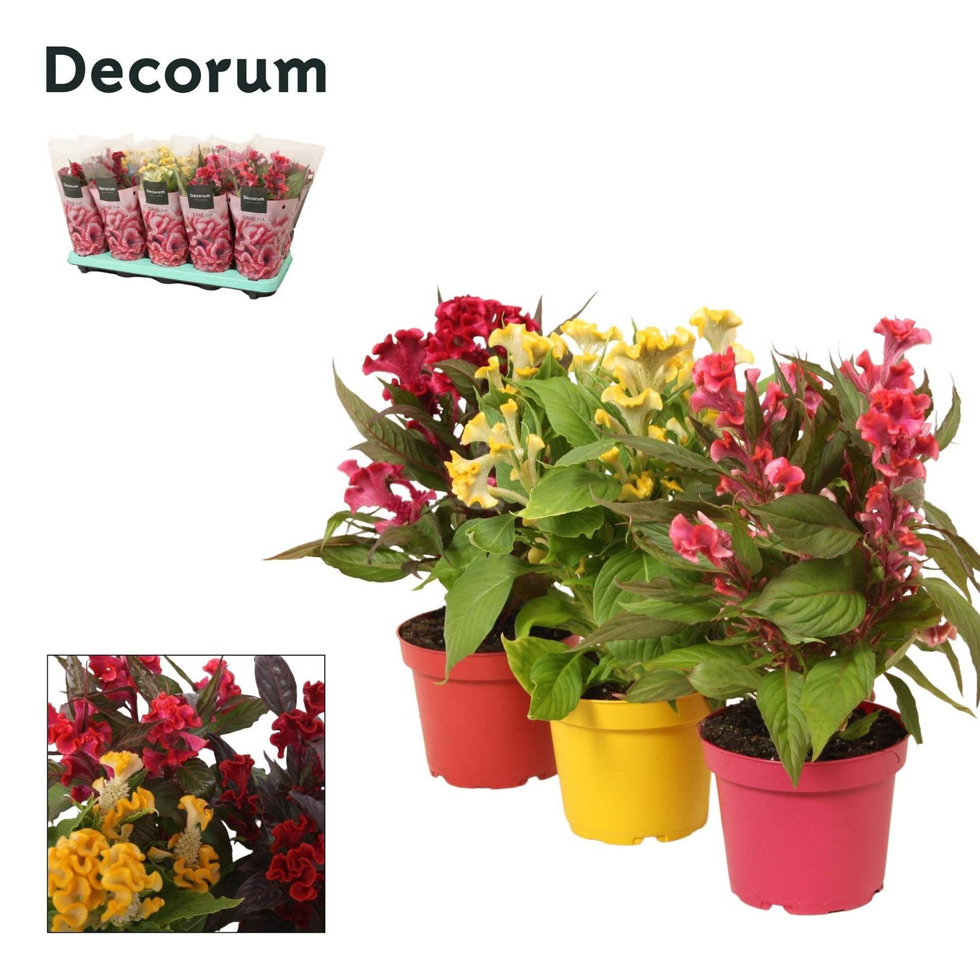 Celosia Hot Topic mix 32cm 12cm Pot