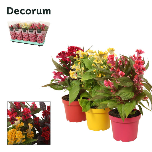 Celosia Hot Topic mix 32cm 12cm Pot
