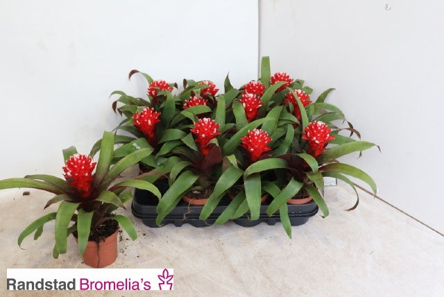 Guzmania Priscilla 25cm 9cm Pot